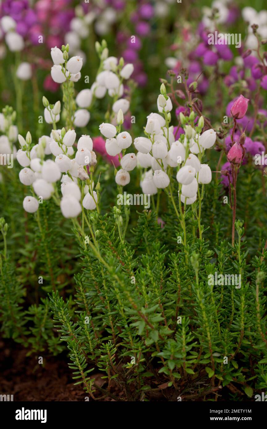 Daboecia cantabrica f. blumii 'White Blum' Stock Photo