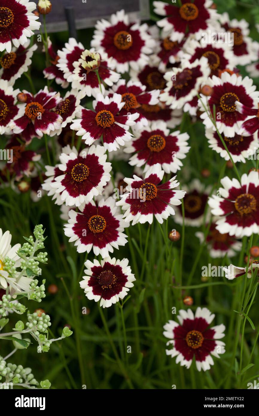 Coreopsis 'Jive' NOT SURE Stock Photo