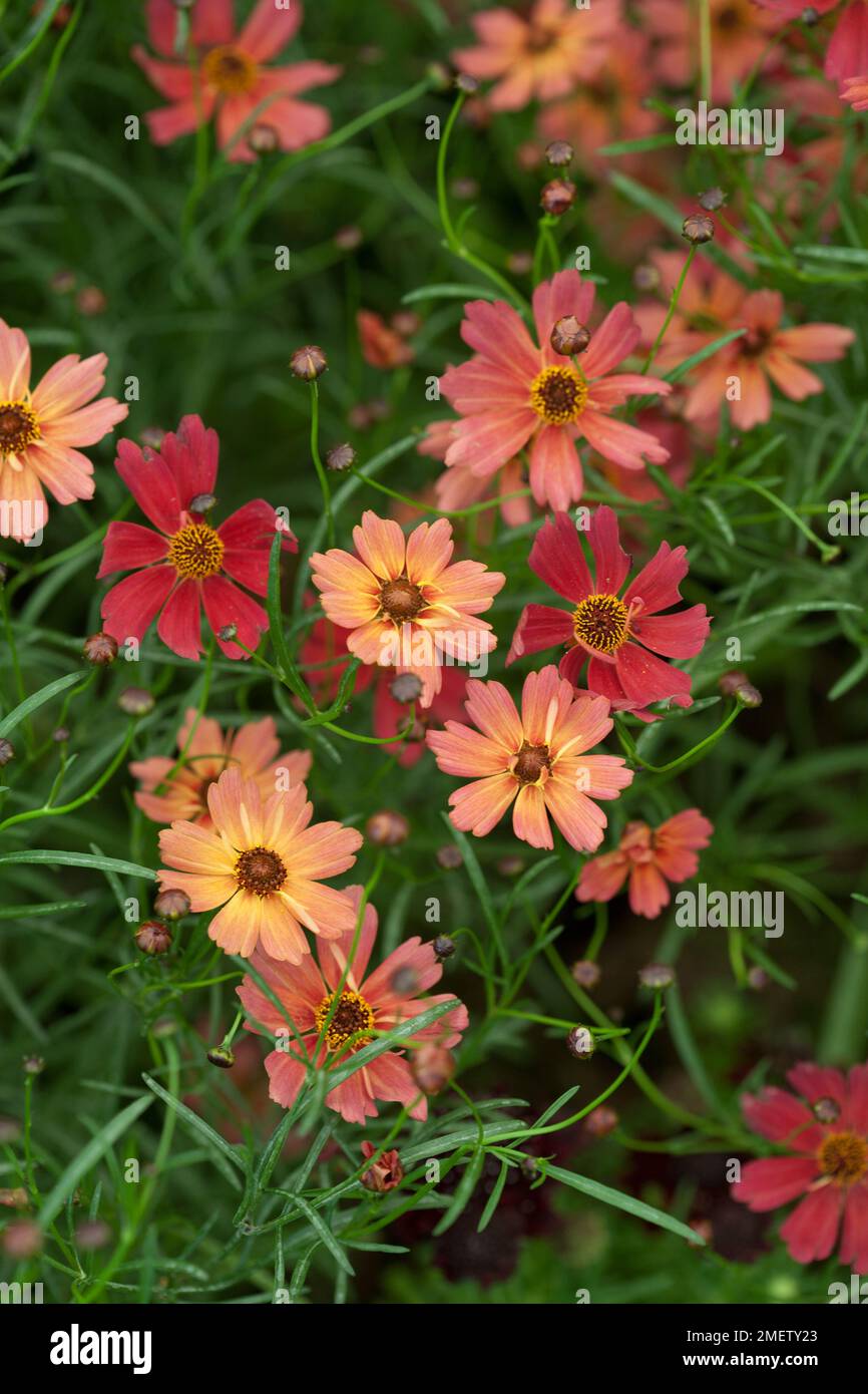 Coreopsis 'Rum Punch' Stock Photo