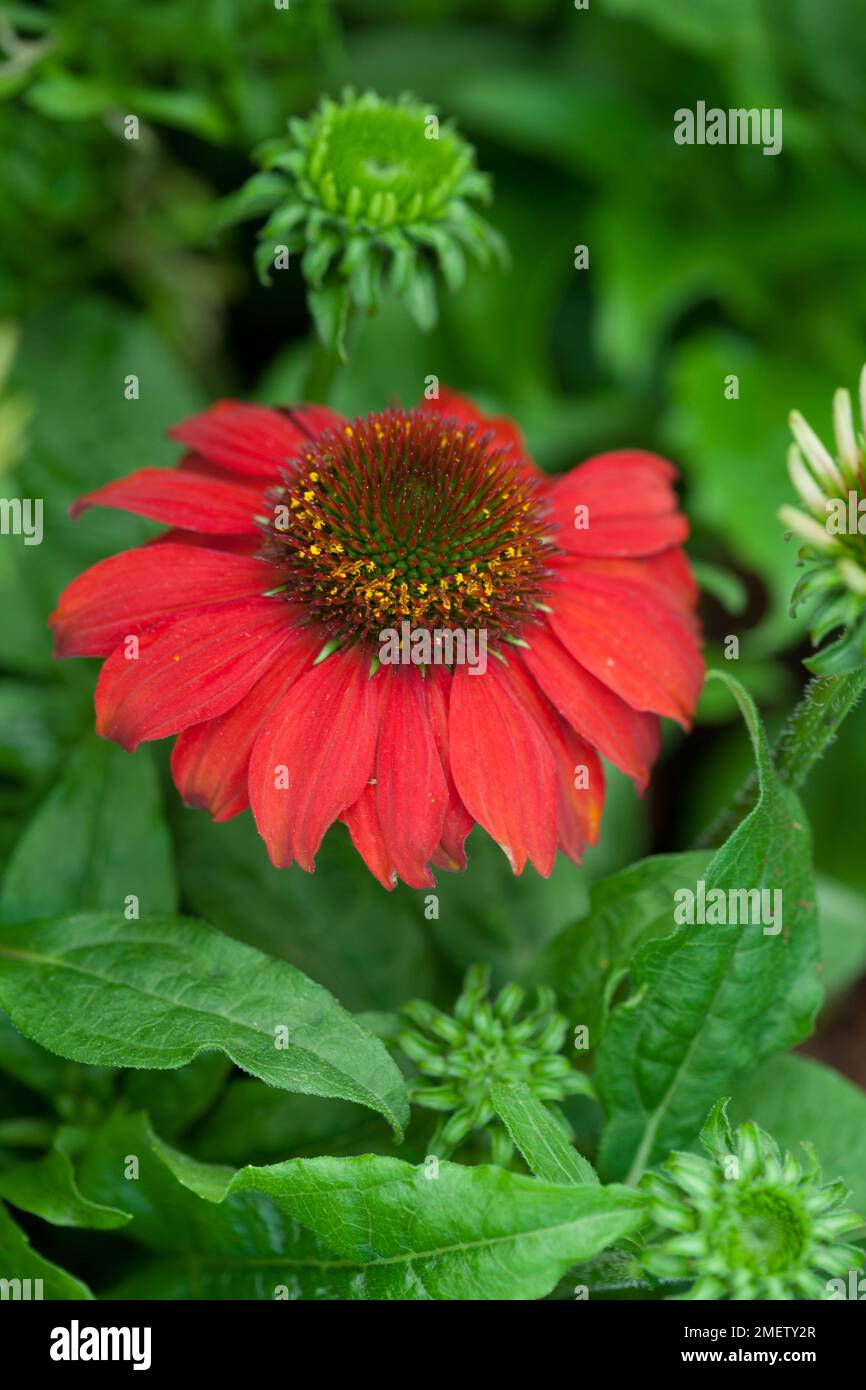 Echinacea Sombrero 'Salsa Red' Stock Photo