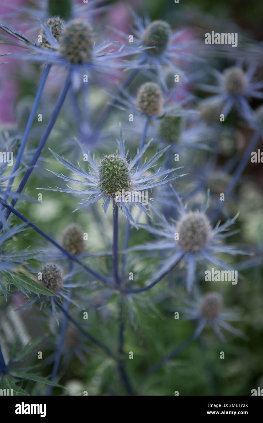 Eryngium x zabelii 'Jos Eijking' Stock Photo Alamy