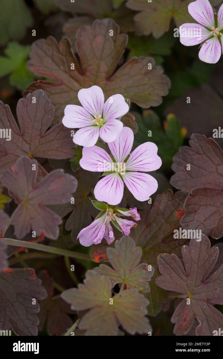 Geranium 'Dusky Crug' Stock Photo