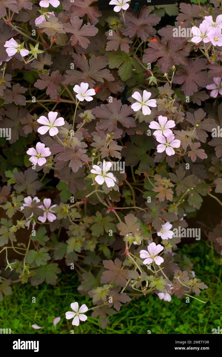 Geranium 'Dusky Crug' Stock Photo