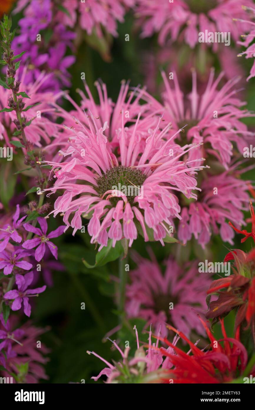 Monarda 'Croftway Pink' Stock Photo