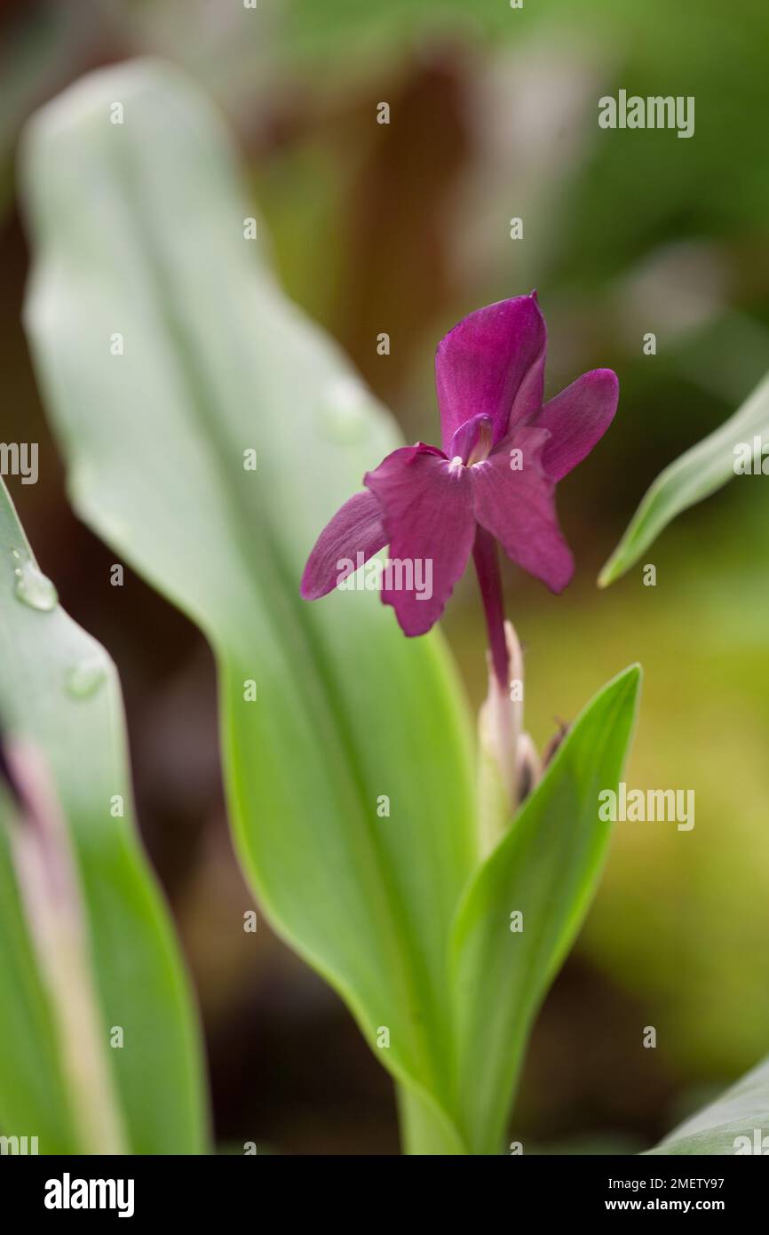 Roscoea 'H Evening Star' Stock Photo