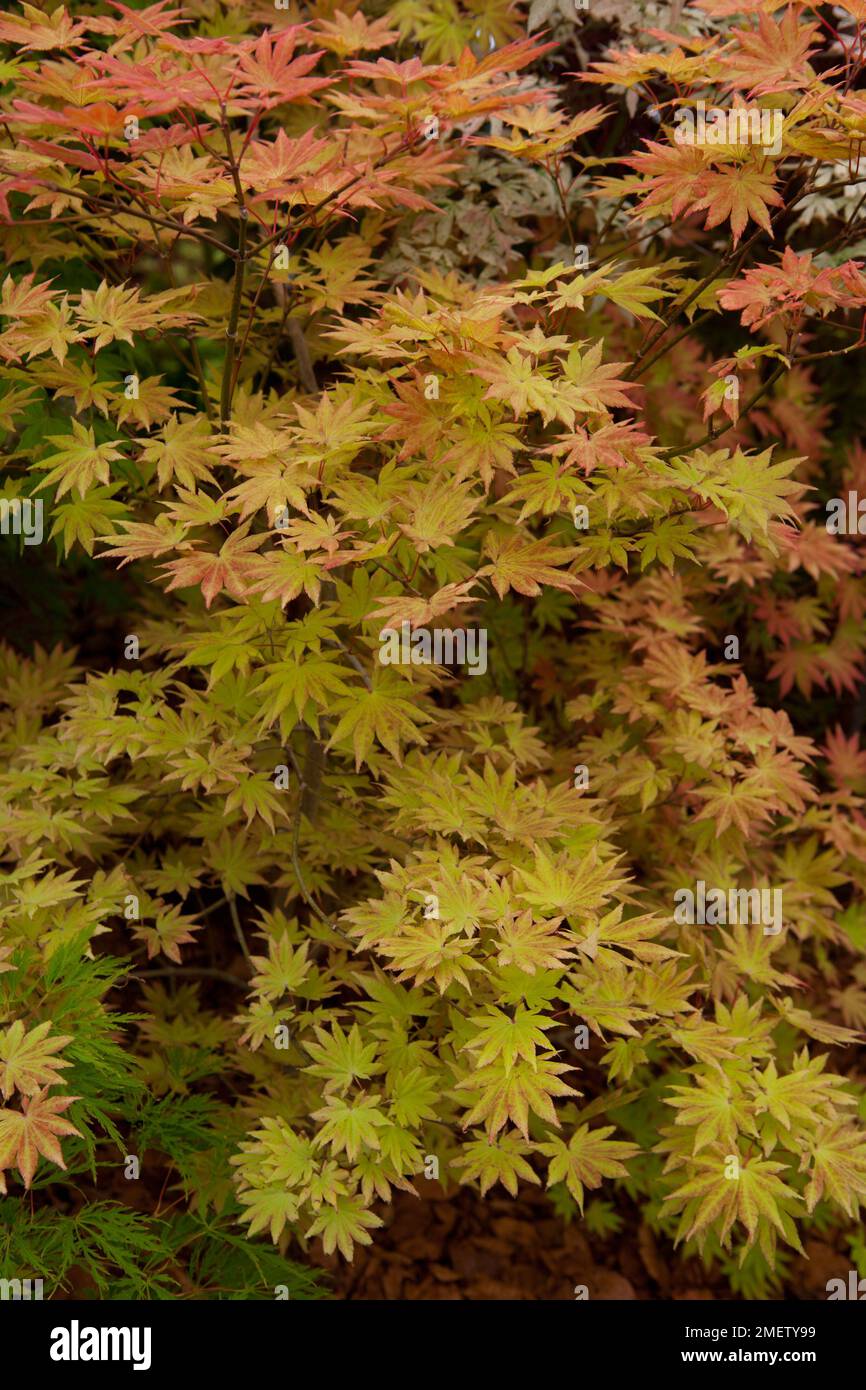 Acer shirasawanum 'Autumn Moor' NOT SURE Stock Photo