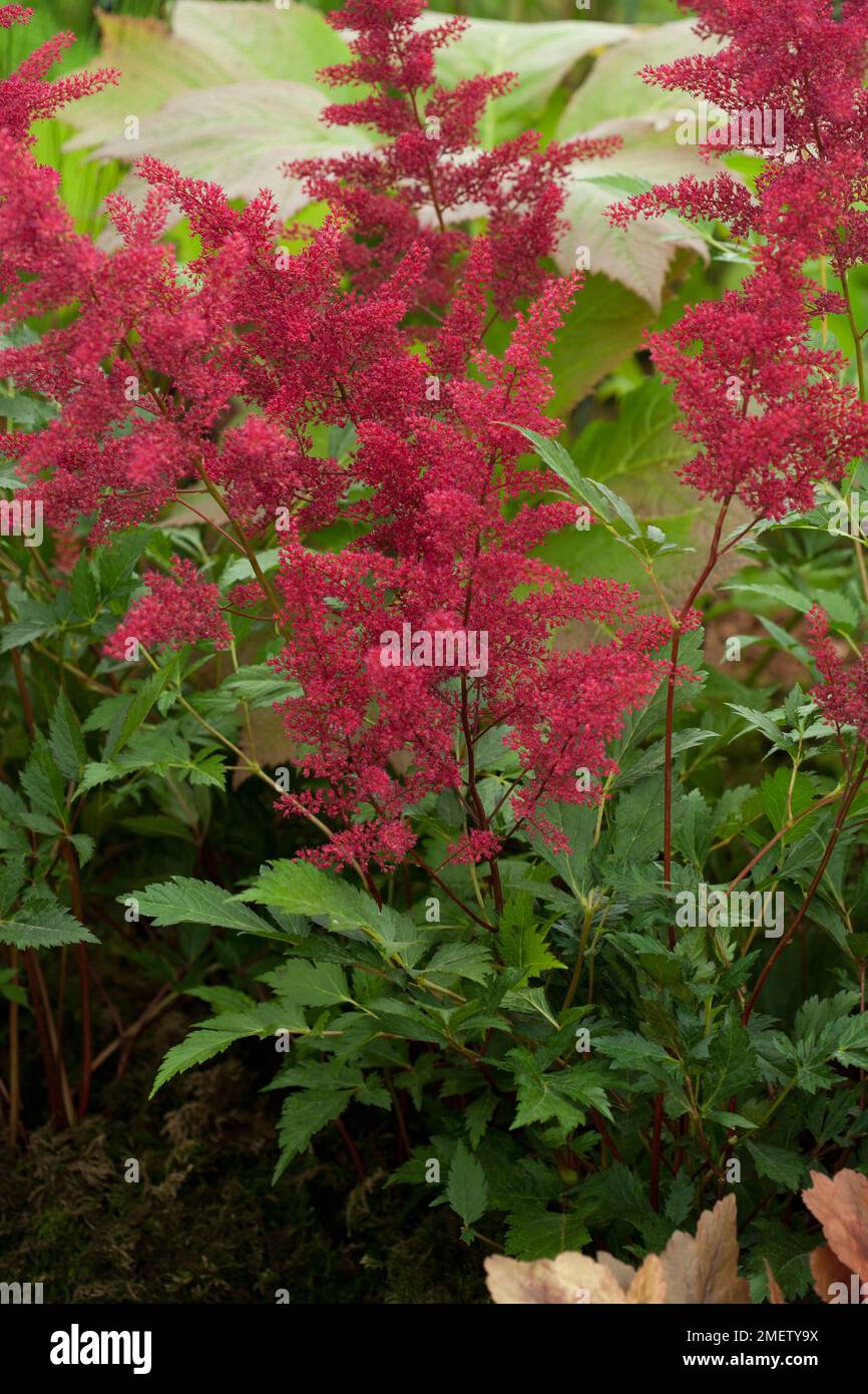 Astilbe 'Red Sentinel' NOT SURE Stock Photo