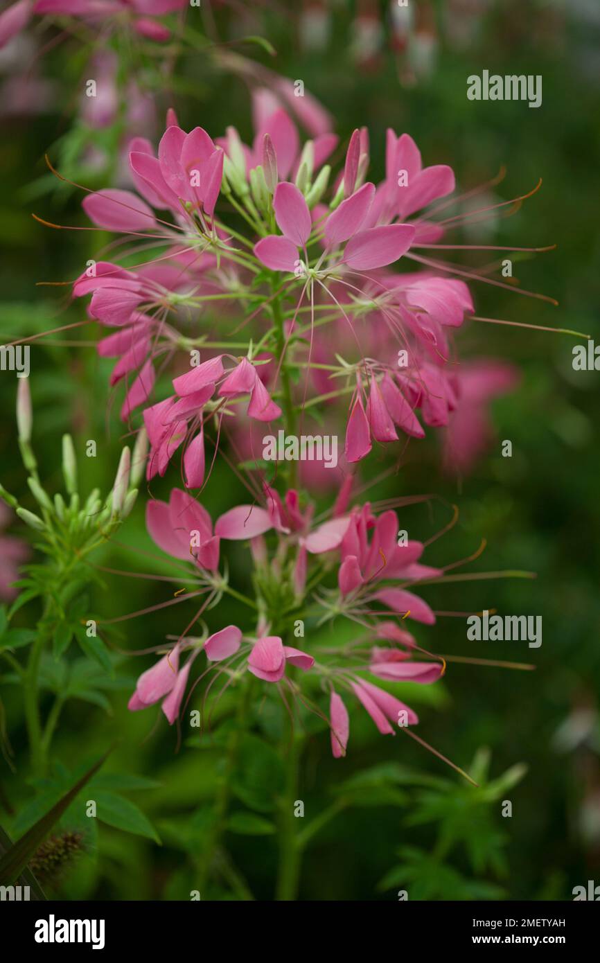 Cleome 'Pink Queen' NOT SURE Stock Photo