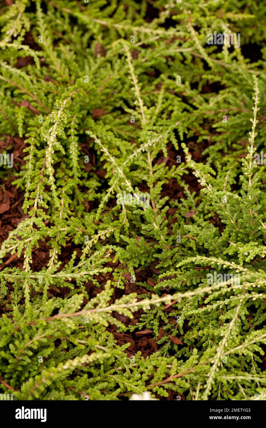Calluna vulgaris 'White Lawn' Stock Photo