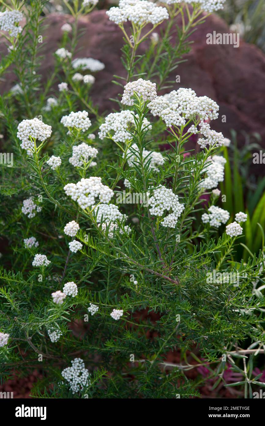 Westringia fruticosa Stock Photo