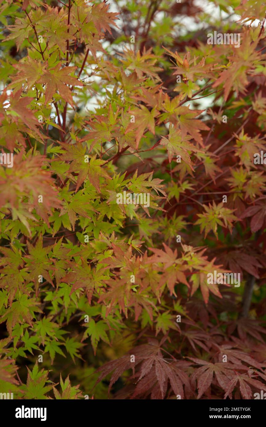 Acer palmatum 'Sango-kaku' NOT SURE Stock Photo