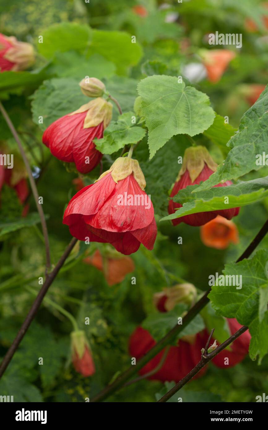 Abutilon 'Flamenco' NOT SURE Stock Photo