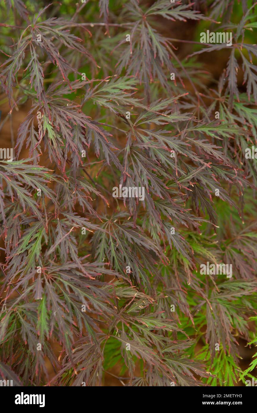 Acer palmatum dissectum 'Garnet' NOT SURE Stock Photo