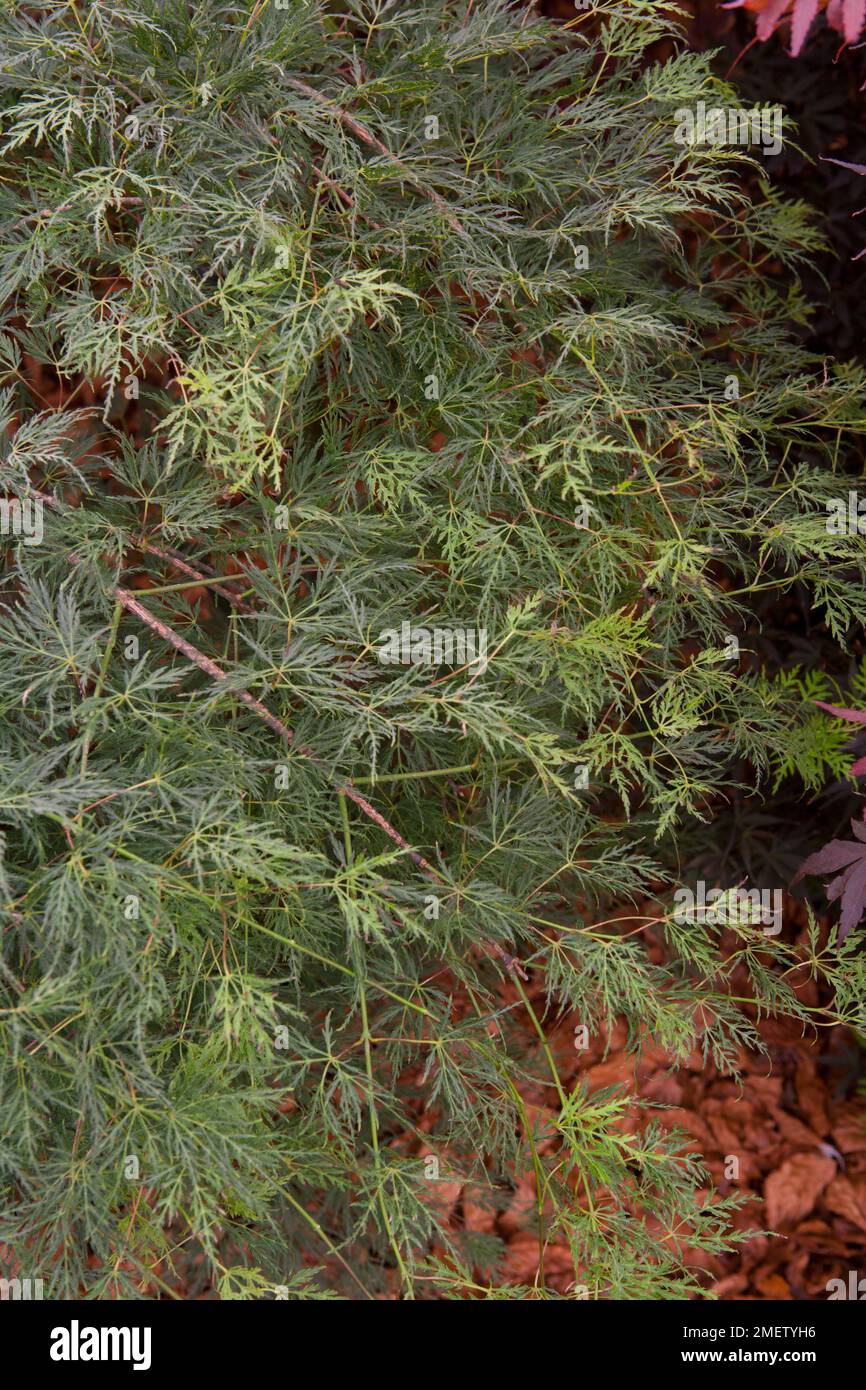 Acer palmatum dissectum 'Emerald Lace' NOT SURE Stock Photo