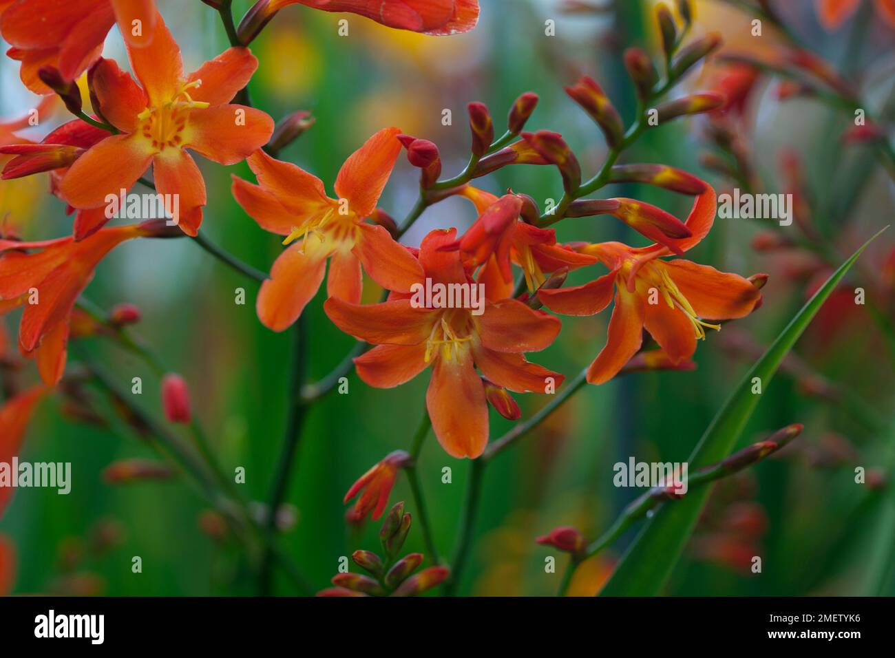 Crocosmia 'Carmin Brilliant' Stock Photo