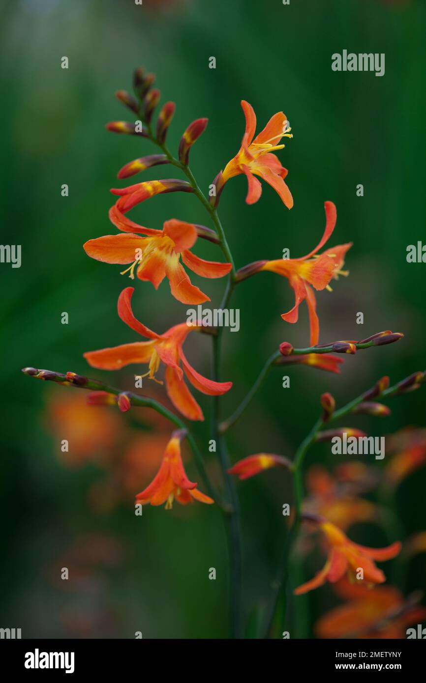 Crocosmia 'Carmin Brilliant' Stock Photo