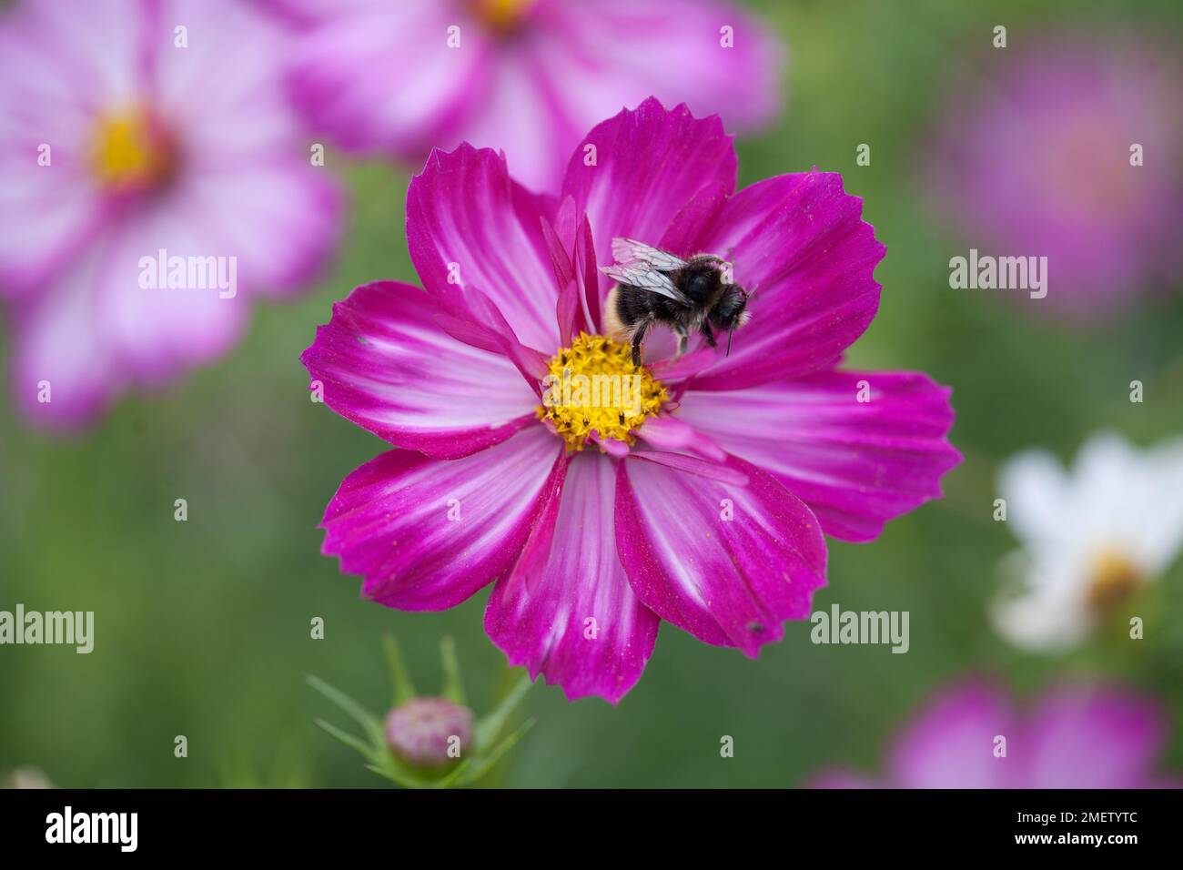 Razzmatazz hi-res stock photography and images - Alamy