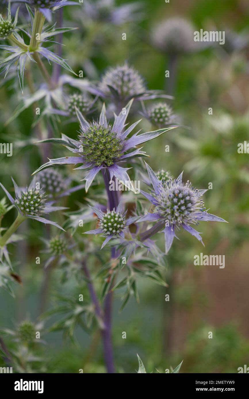 Eryngium Bourgatii ex 'Oxford Blue' Stock Photo