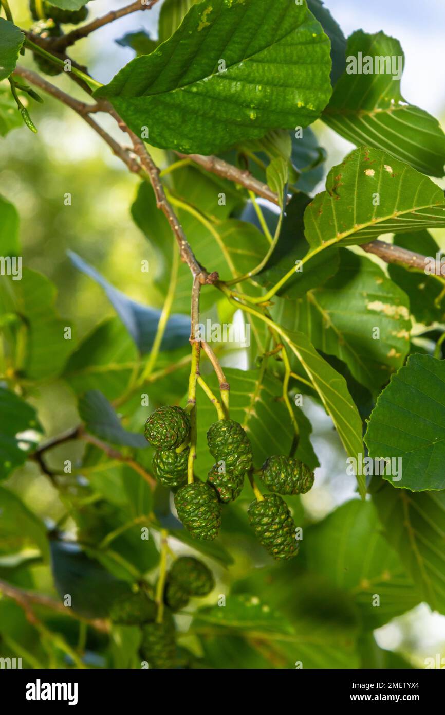 A branch of alder leaves and green cones. Branch of Alnus glutinosa