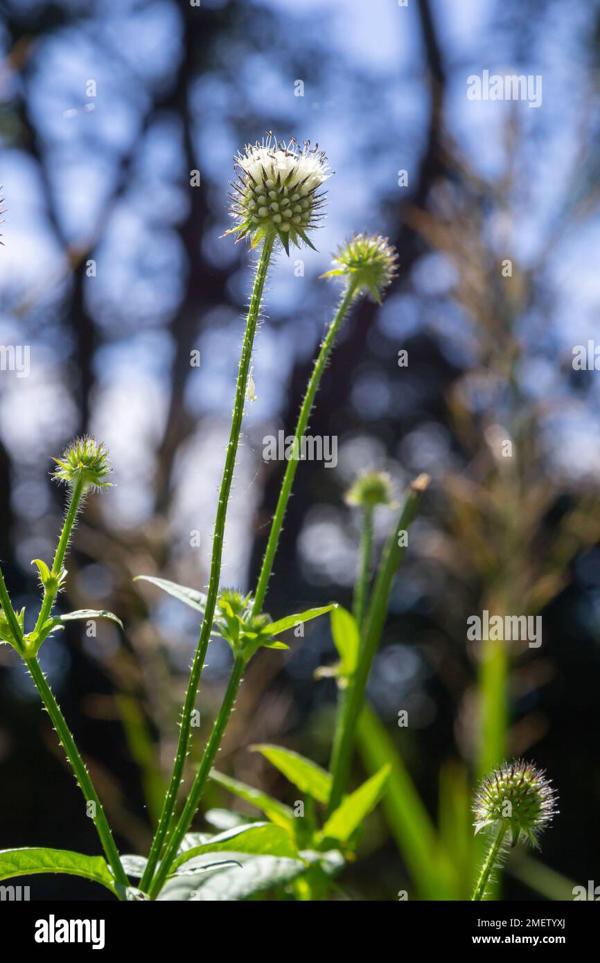 Dipsacus pilosus, Small Teasel. Wild plant shot in summer. Stock Photo