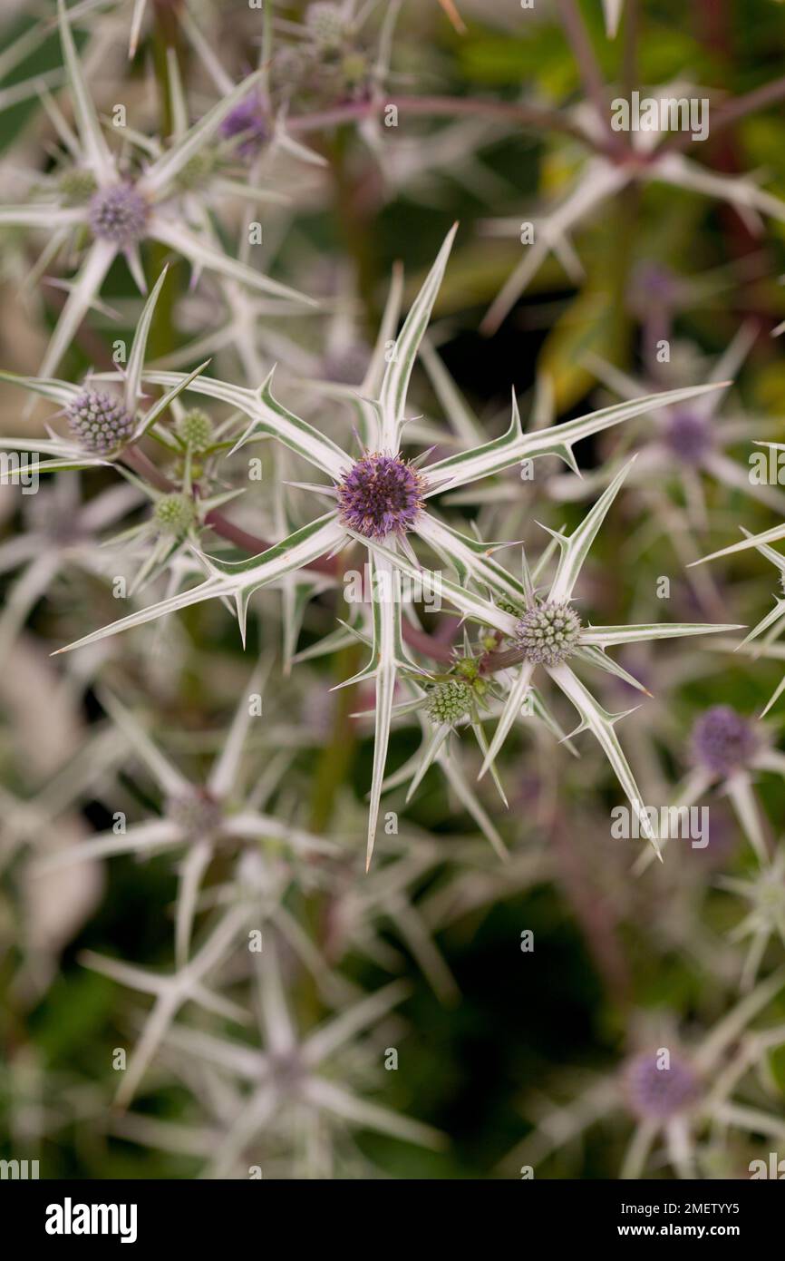 Eryngium varifolium Stock Photo