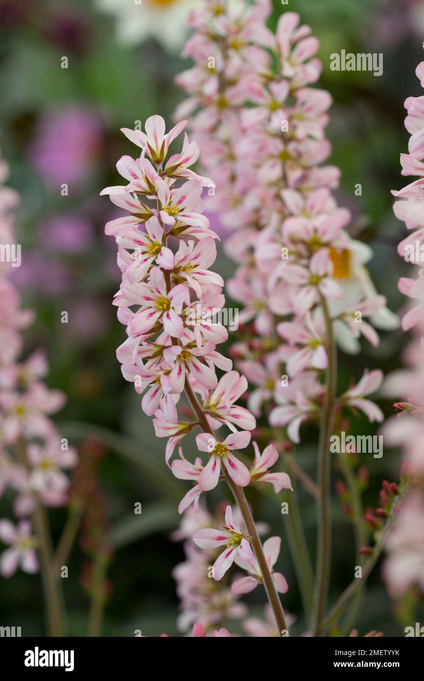 Francoa sonchifolia 'Pink Bouquet' Stock Photo