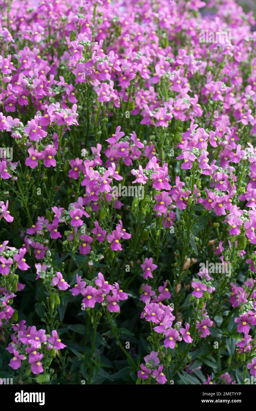 Nemesia Aromatic Rose Pink Stock Photo