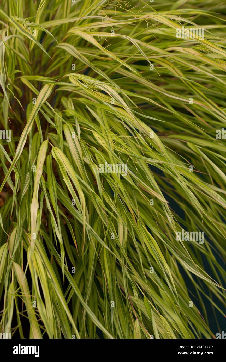 Hakonechloa macra 'Aureola' Stock Photo