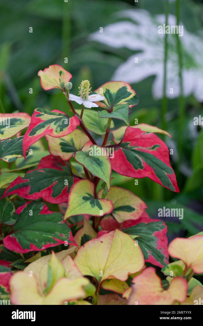 Houttuynia 'Chameleon' Stock Photo