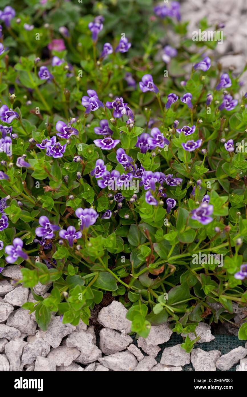 Lindernia grandiflora Stock Photo