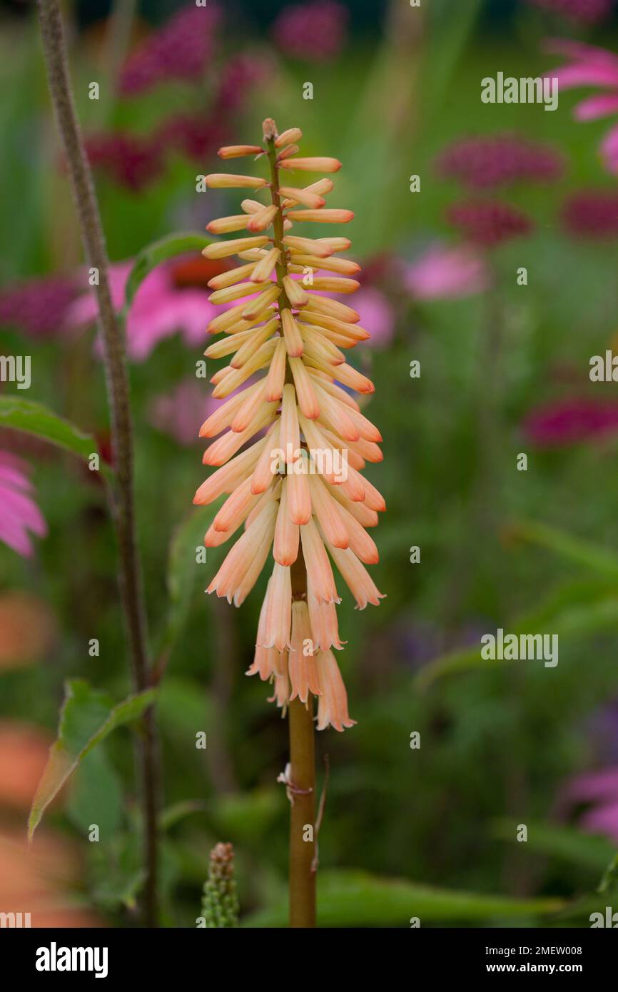 Kniphofia 'Timothy' Stock Photo