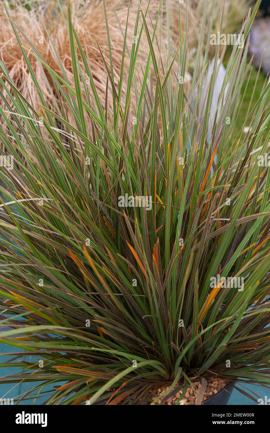 Libertia ixioides 'Taupo Sunset' Stock Photo