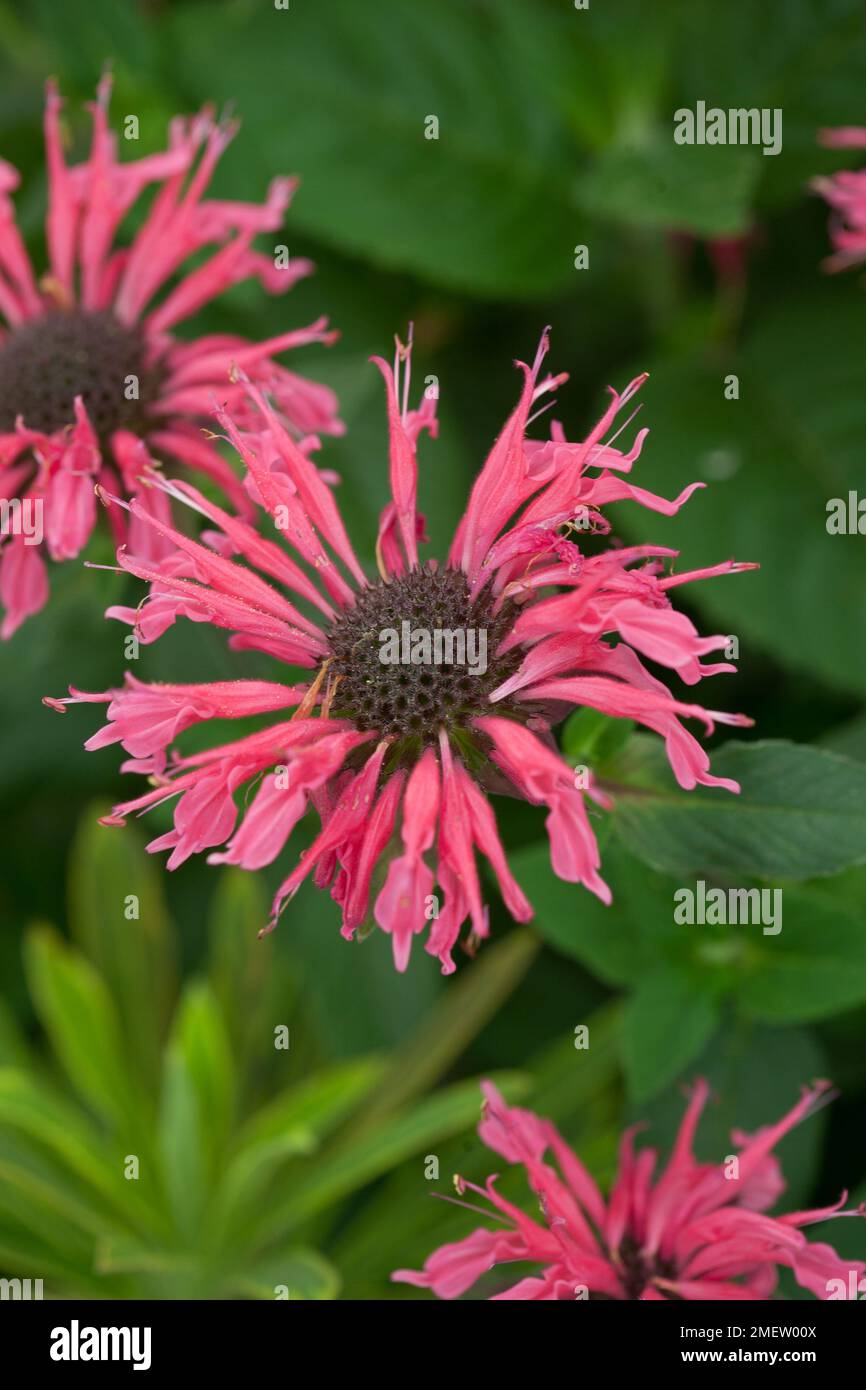 Monarda 'Cranberry Lace' Stock Photo