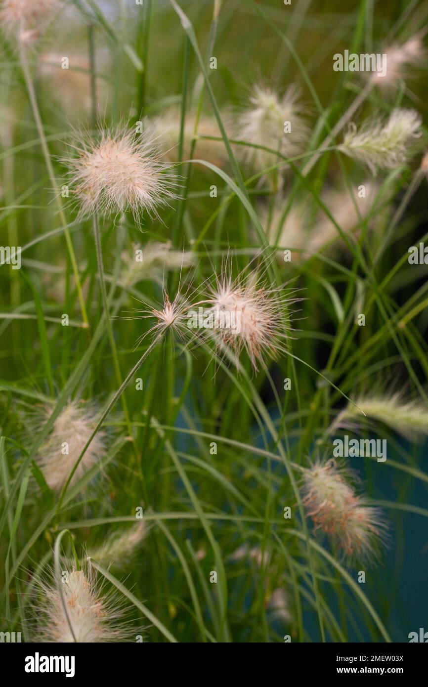 Pennisetum villosum Stock Photo