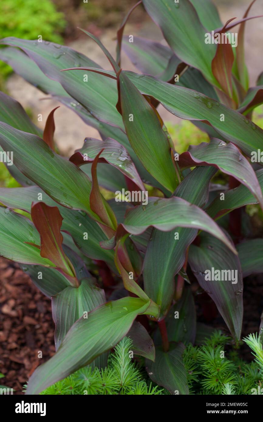 Roscoea p Royal Purple Group Stock Photo