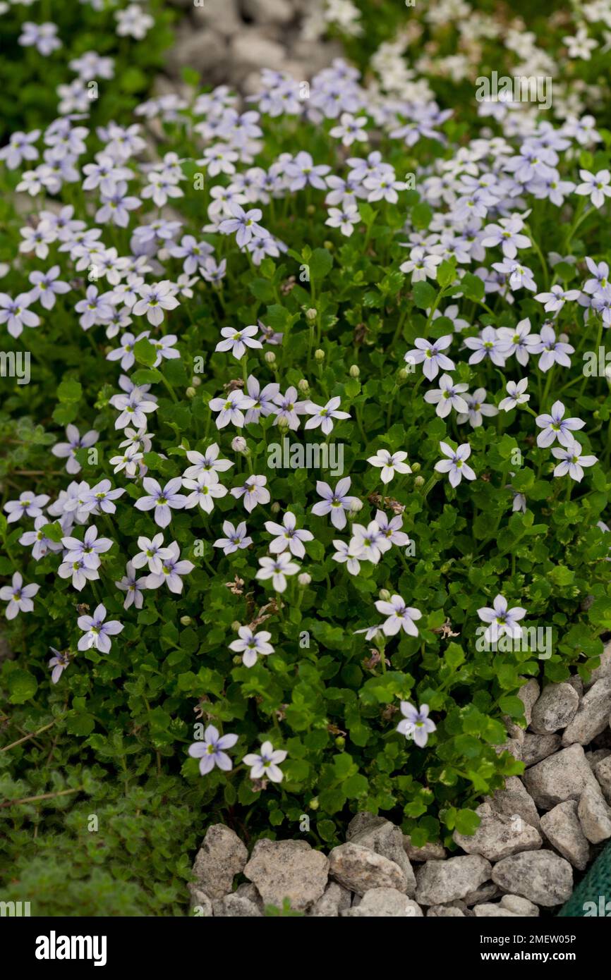 Pratia 'Pendunculata' Stock Photo