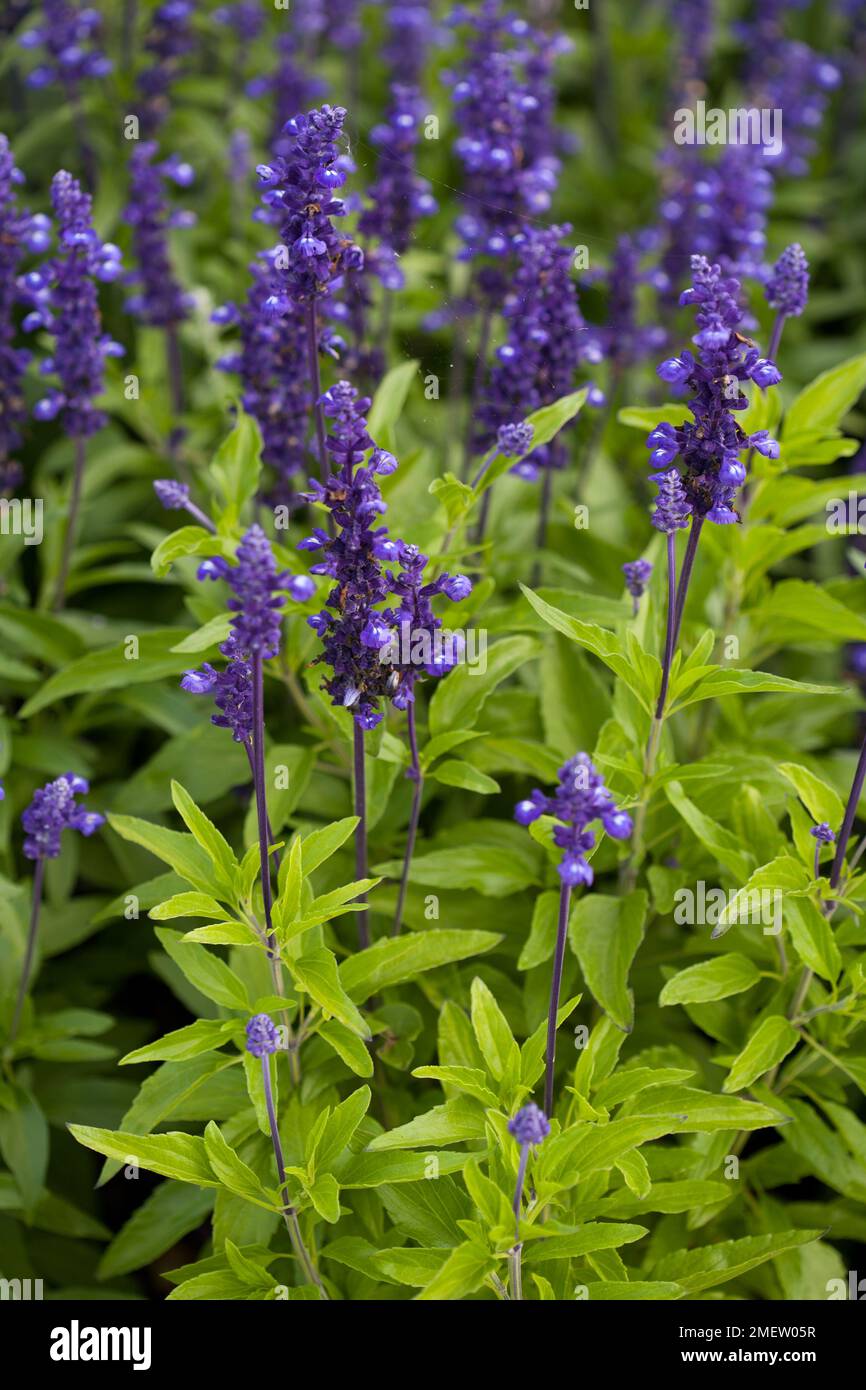 Salvia Farinacea Victoria Blue Stock Photo