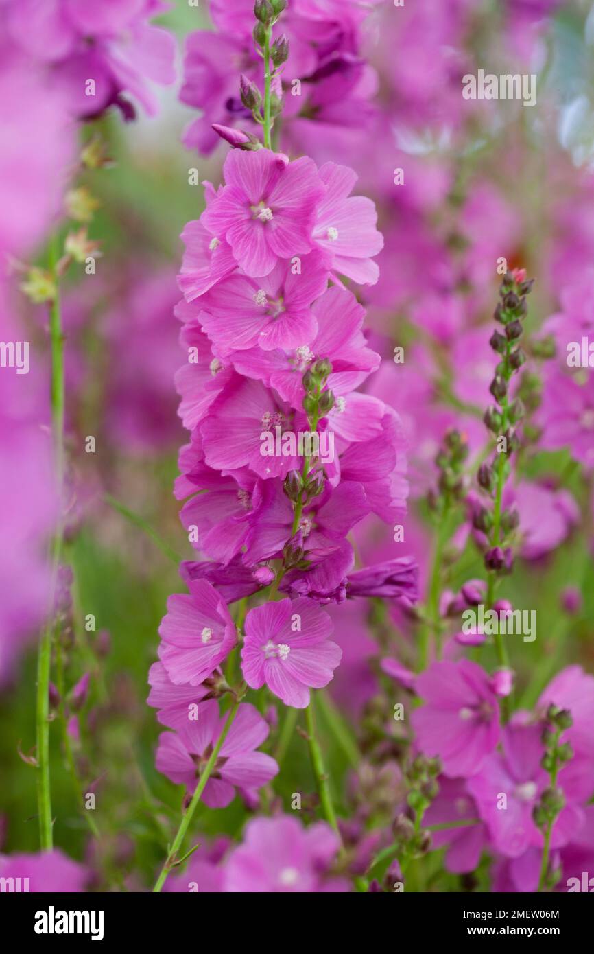 Sidalcea 'Rose Queen' Stock Photo - Alamy
