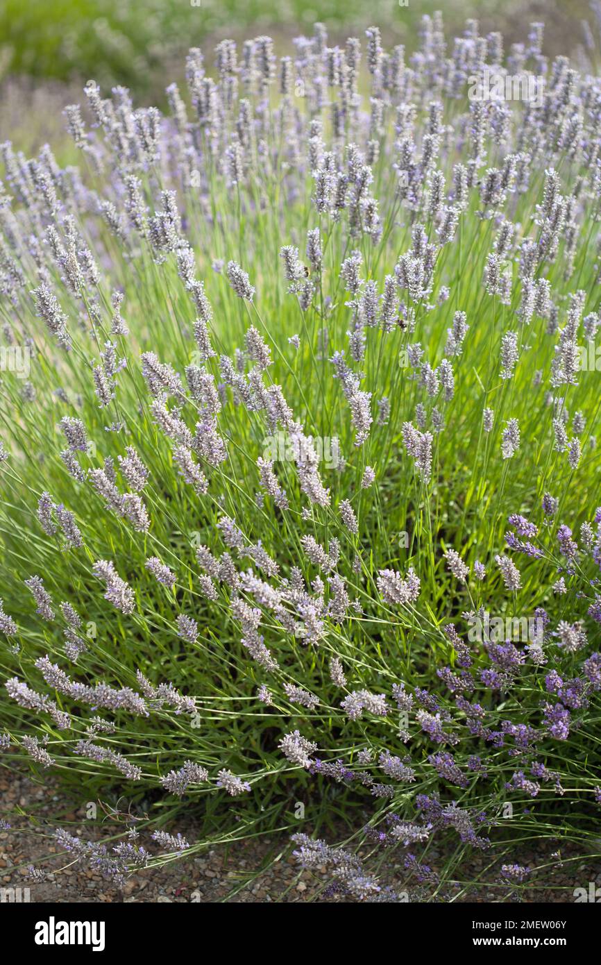 Lavandula x intermedia 'Provence' Stock Photo