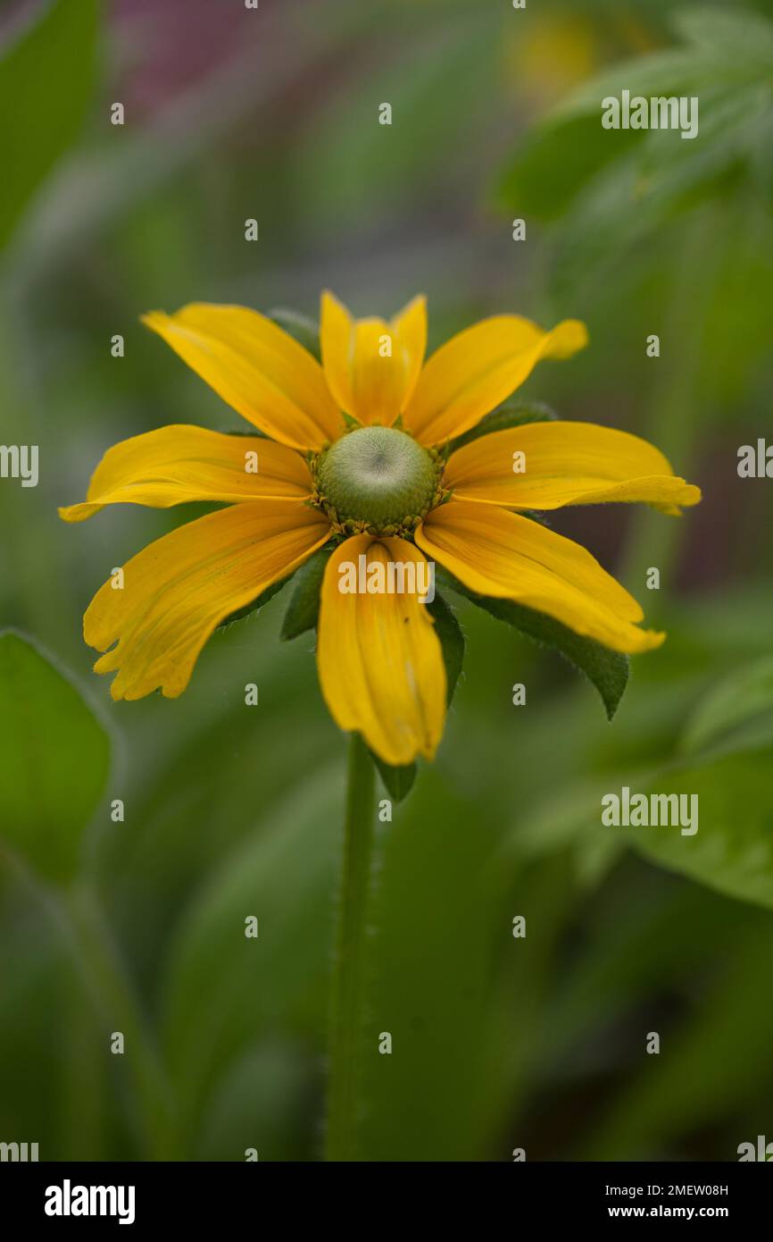 Rudbeckia hirta 'Prairie Sun' Stock Photo