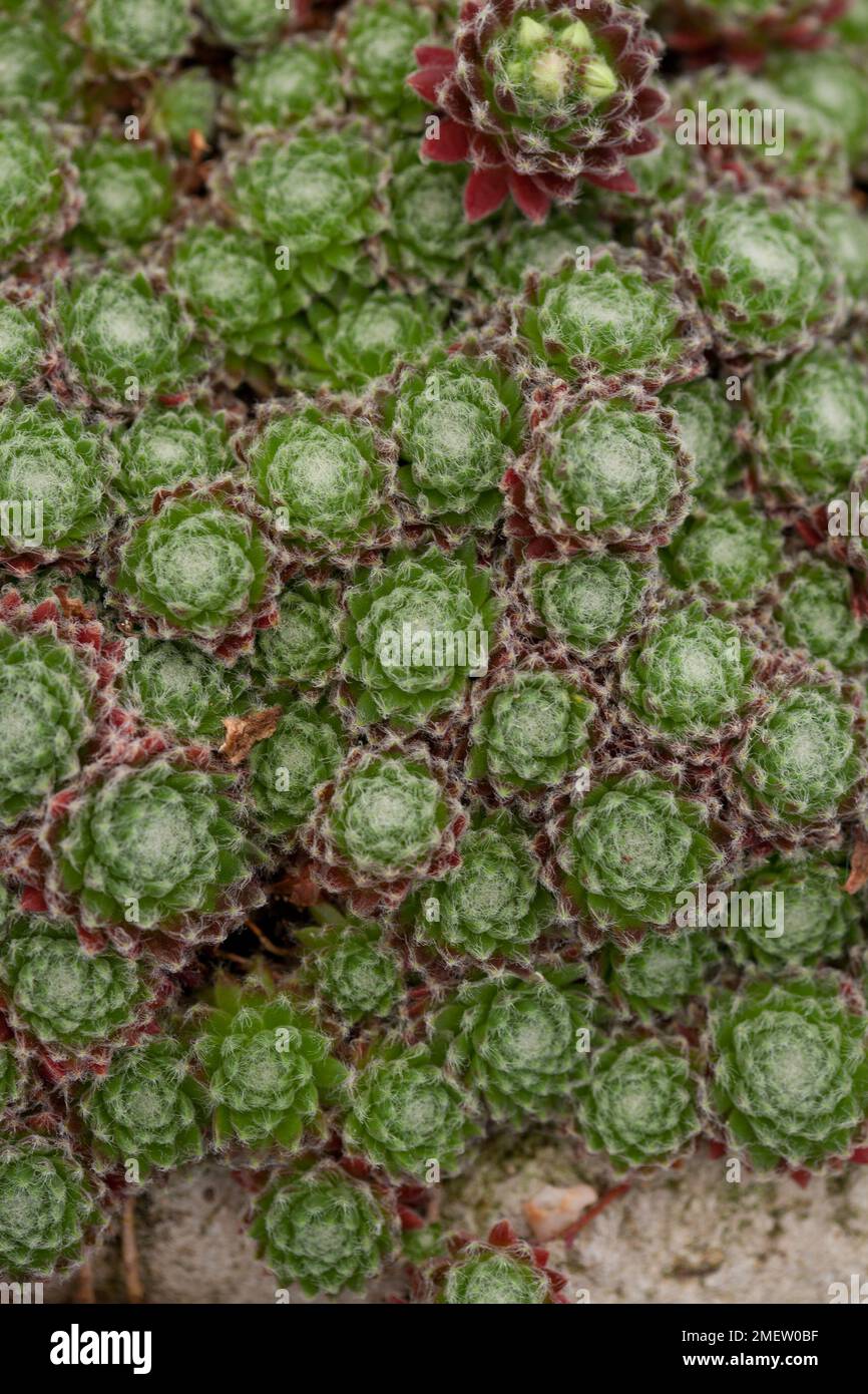 Sempervivum 'Ashes of Roses' Stock Photo