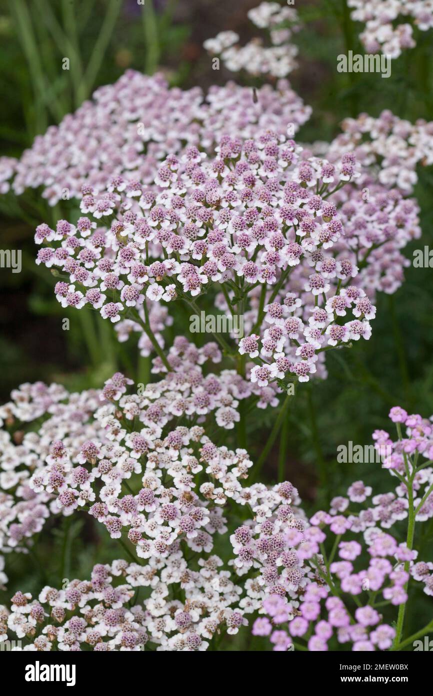 Achillea millefolium 'Lilac Beauty' Stock Photo