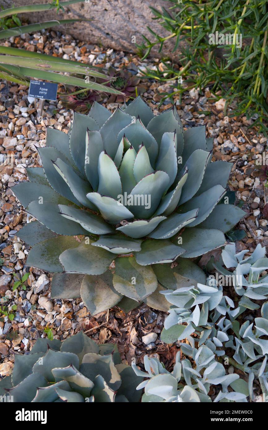 Agave parryi Stock Photo