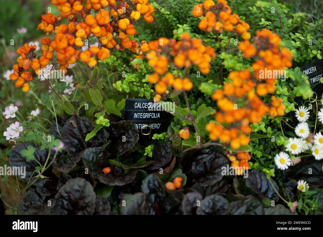 Container cut out, captions Stock Photo