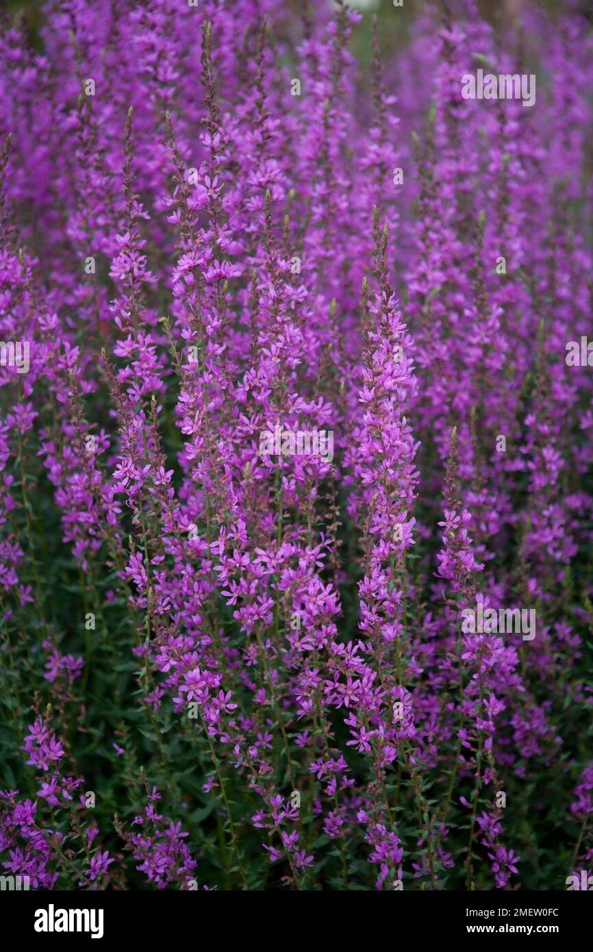 Lythrum virgatum 'Dropmore Purple' Stock Photo