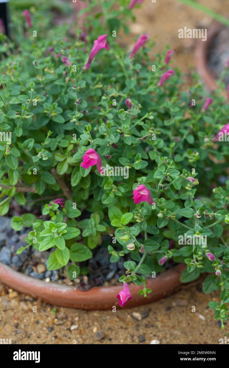 Scutellaria suffrutescens 'Texas Rose' Stock Photo