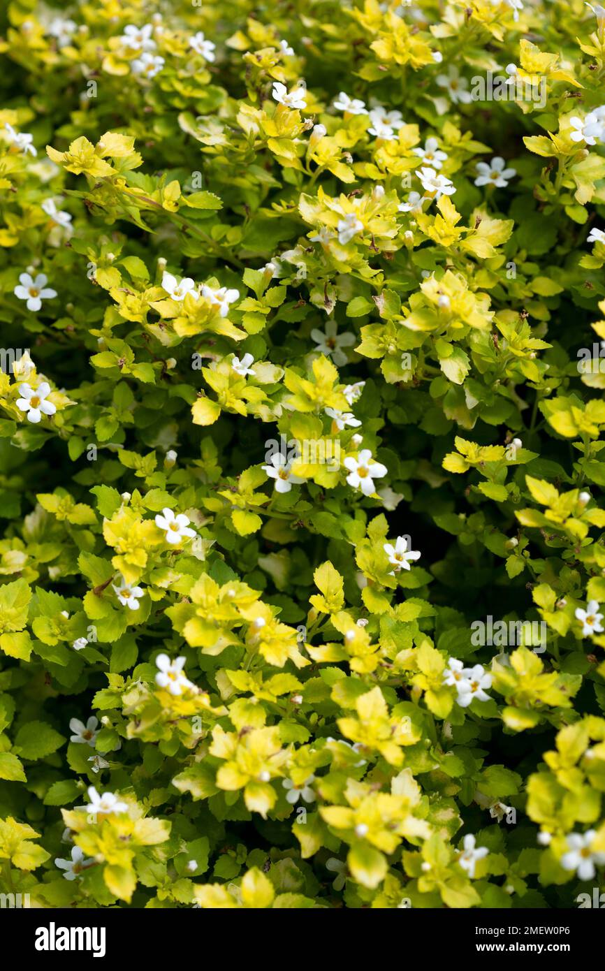 Bacopa Scopia Golden Leaves Stock Photo