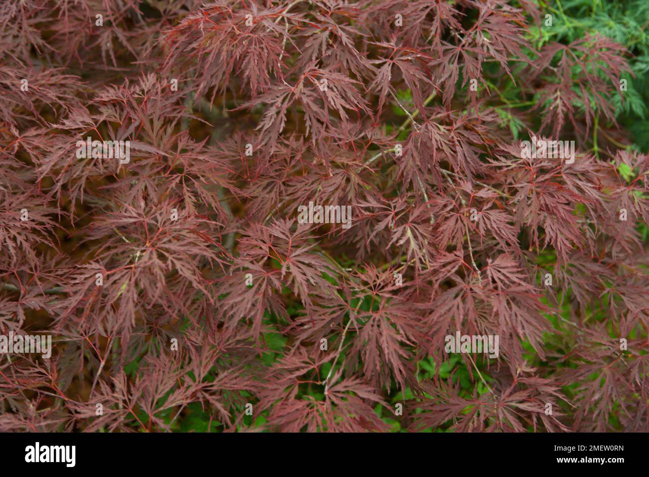 Acer palmatum dissectum 'Red Dragon' NOT SURE Stock Photo