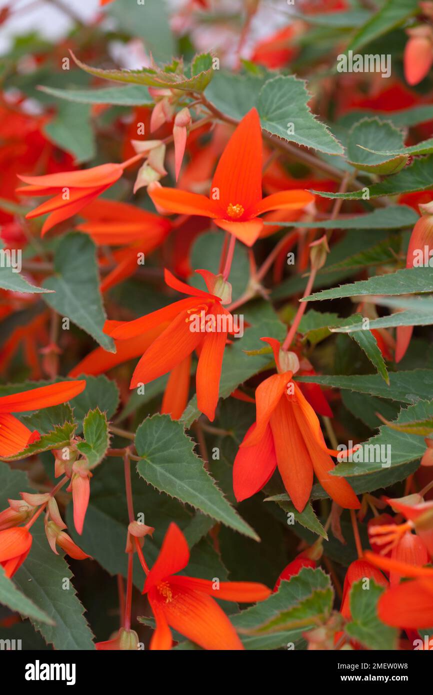 Begonia Starshine 'Orange' Stock Photo