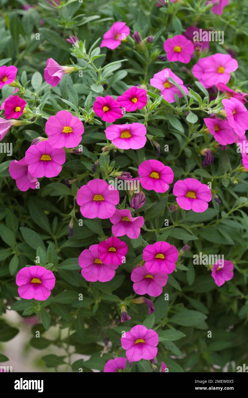 Calibrachoa 'Pink Deep' Stock Photo